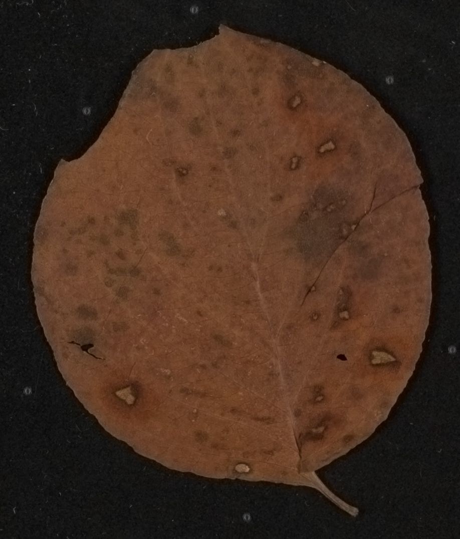 mss1863001605-43