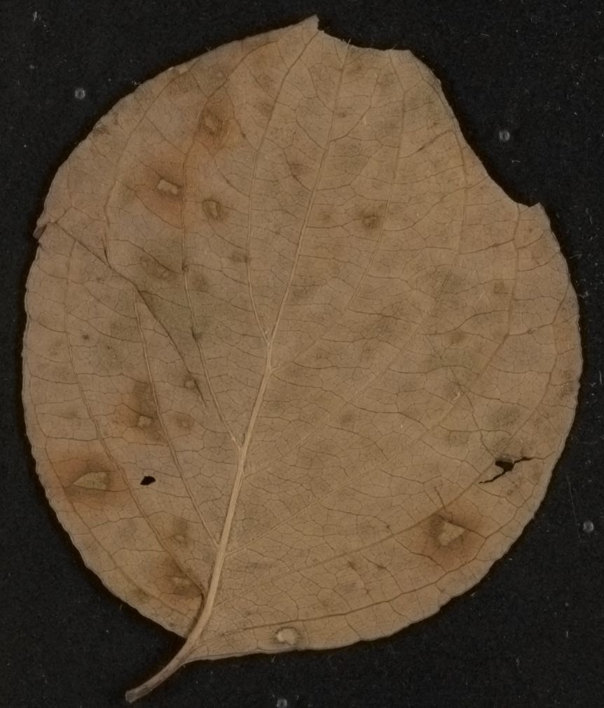 mss1863001605-44