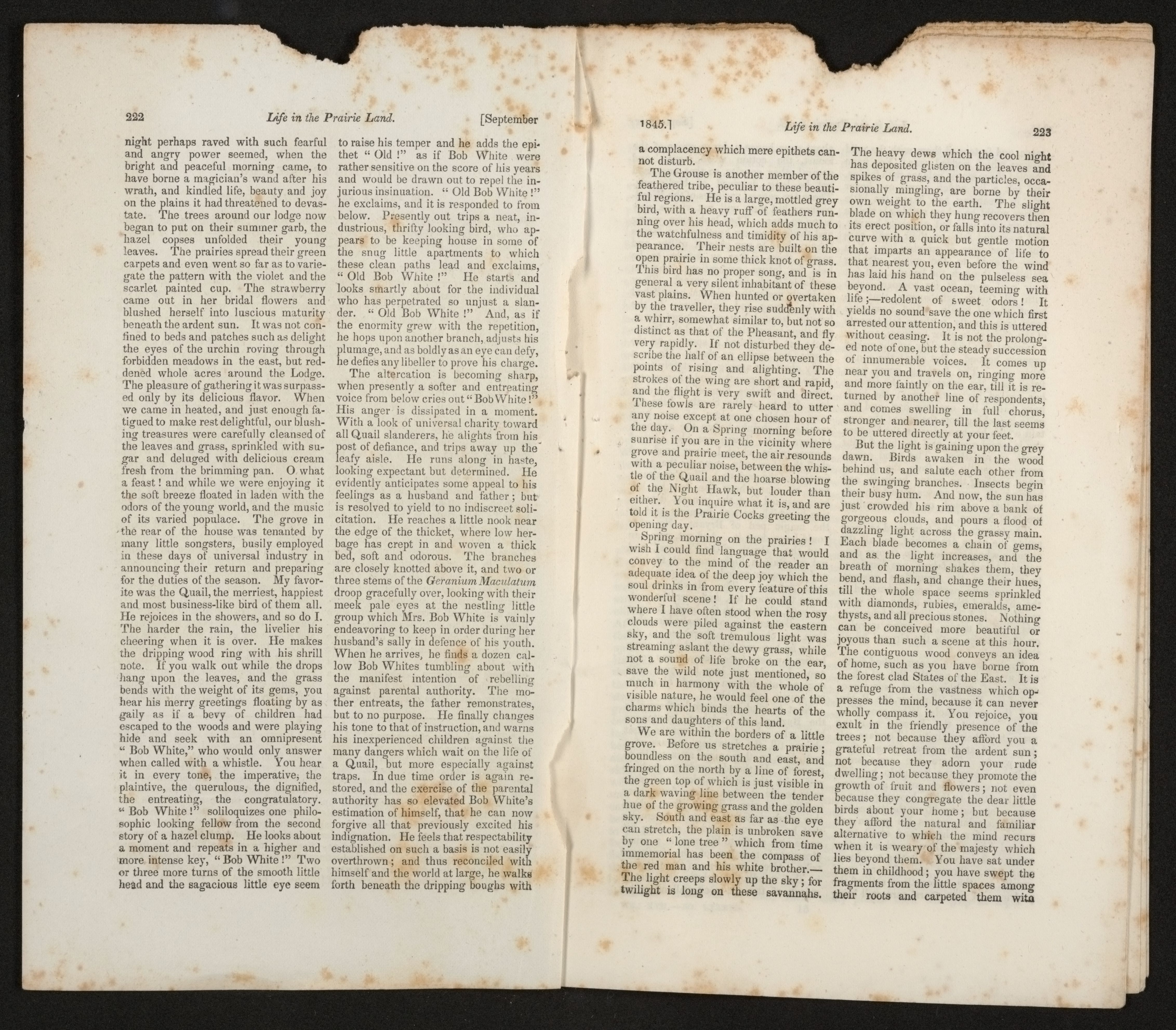 Scanned image of the current content page